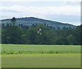 Marsh Harrier (Circus aeruginosus) 