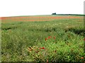 Poppies in an oilseed rape field