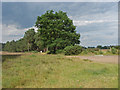 Hankley Common golf course