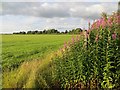 Grassland, Overfield