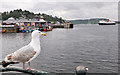 NM8529 : Young Herring Gull, Oban by Stuart Wilding