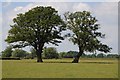SO6242 : A pair of oak trees by Philip Halling