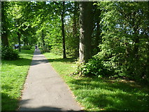 TQ0207 : Avenue of trees along Mill Road by Marathon