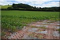 A growing maize crop