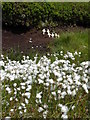 SK0888 : Memorial crosses by the cotton grass by Graham Hogg