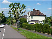 TL2026 : Council houses and pruned tree, East View by Humphrey Bolton