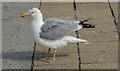 SN5881 : Herring Gull on Promenade, Aberystwyth, Ceredigion by Christine Matthews