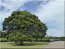 SU3715 : A fine oak tree in the grounds of the Ordnance Survey head office by Rod Allday