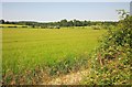 Barley near Home Farm