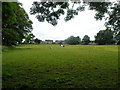 Horse Pasture near Romaldkirk