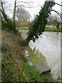 SP2965 : Leaning poplars, River Avon by Emscote Gardens, Warwick 2014, March 2, 15:05 by Robin Stott