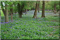 TQ4147 : Bluebells, Galley's Wood by N Chadwick
