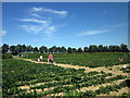 SJ4053 : Strawberry Picking at Holt by Jeff Buck