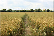TL4861 : Path through wheat towards Biggin Abbey by Rob Noble