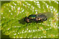 The soldierfly Microchrysa polita, Brae