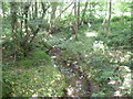 Stream in Barnfield Wood