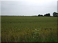 Crop field west of Whins Gate