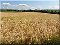 H3184 : Barley field, Drumclamph by Kenneth  Allen