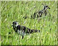 Lapwings by Lesser Lane