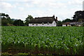 Millet field in Brampford Speke