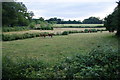 Grazing land near Brampford Speke