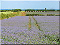 Borage and beehives, Hornton Grounds Farm