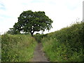 Bridleway near Doglane Farm