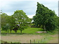 Trees around Chance Inn  House