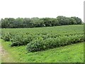 Blackcurrants, Parkgate