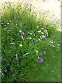 A wildflower meadow in town, Faversham