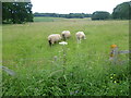 TQ9228 : Sheep in a field by Marathon