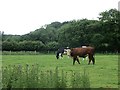 Hereford bull, Senna Lane