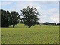 Wheat, Hallaston