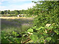 Lavender meadow and allotments, behind the houses on Stanley Square