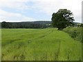 Barley beneath Brown Clee