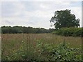 SO6191 : Hay field, Netchwood Common by Richard Webb