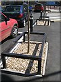 Robust protection for young trees, Morrisons car park, Broadmeadow, Teignmouth