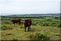 Red Devon cows on Godolphin Hill