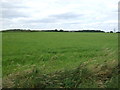 Crop field, Stallingborough Top Farm