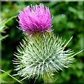 Common Thistle, Cirsium sp.