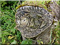 Carved face, Ballintoy