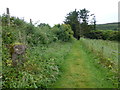 Grassy path, Ballintoy