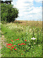 Poppies beside Wood Lane