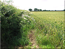 TM0986 : Wheat crop field beside Dog Lane by Evelyn Simak