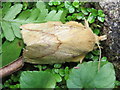 The Drinker moth - Euthrix potatoria (2)