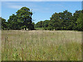 Field near Oaken Wood