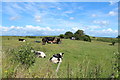 Farmland at Whithorn