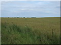 Oilseed rape crop