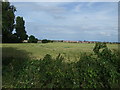 Crop field, Bradley