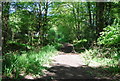 Footpath, Oakwood Wood